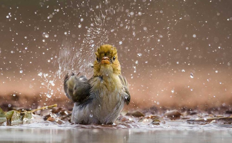 Wild Eye Karongwe Hide12 trevor 