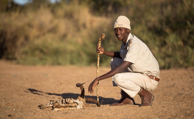 activities shiduli private game lodge karongwe portfolio bush walk guide