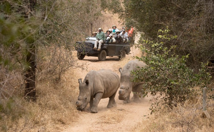 game drives activities shiduli private game lodge karongwe portfolio wildlife