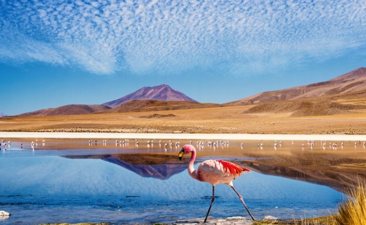 Pink James Flamingo in Bolivia v2