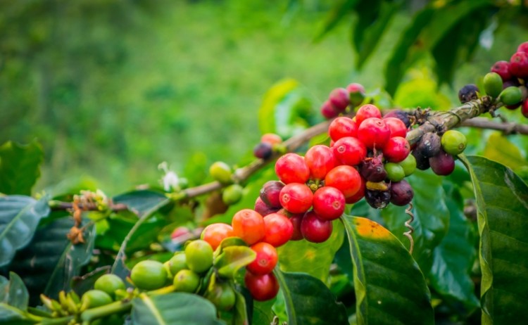 Colombia Coffee valley