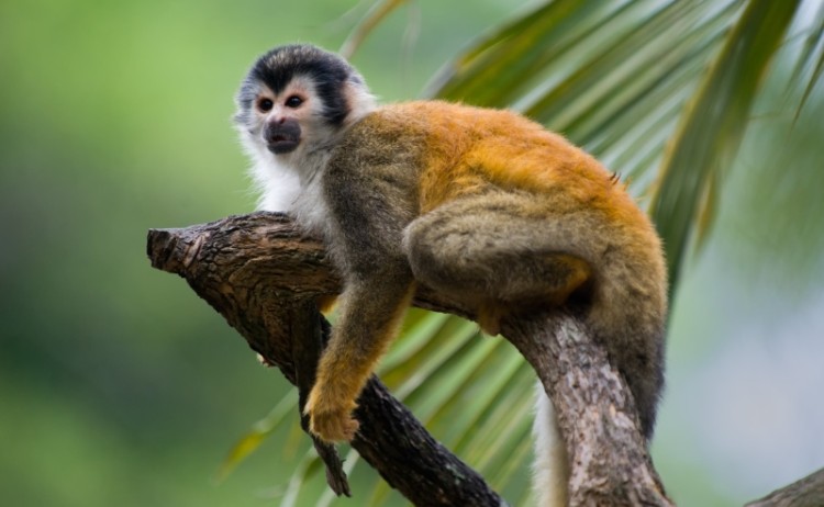 Costa Rica Squirrel Monkey smallshutterstock 60534190
