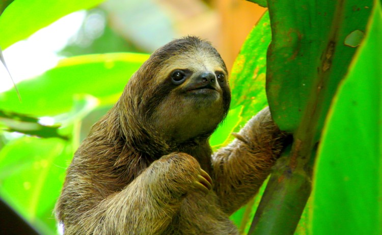 Costa Rica sloth shutterstock 125014706