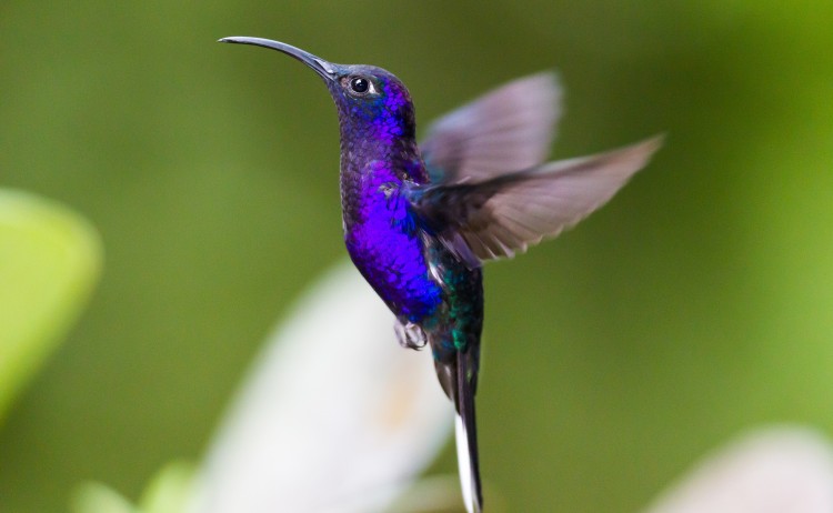 shutterstock 1302189613 small