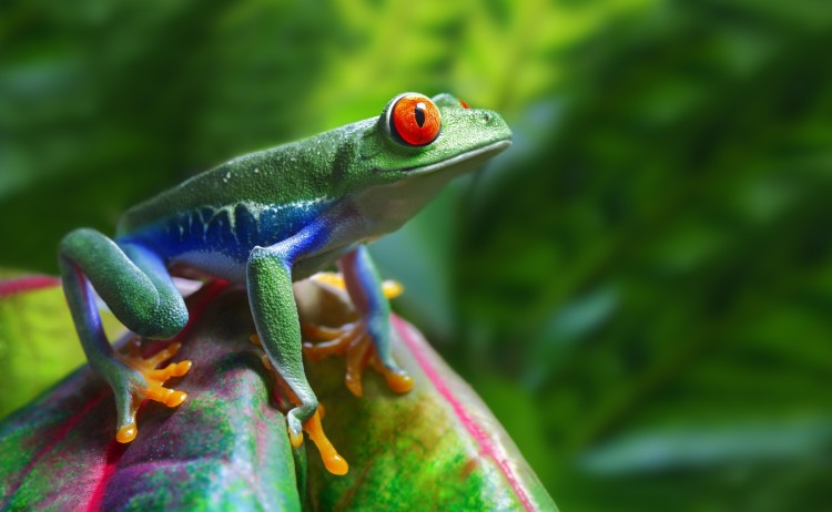 shutterstock 81590860 Copy