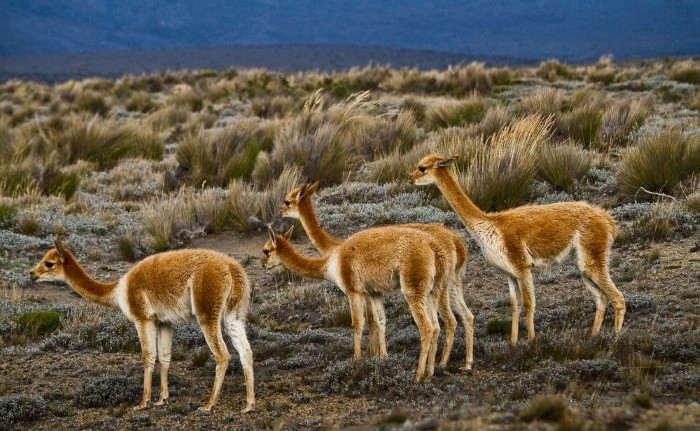 vicunas in Ecuador