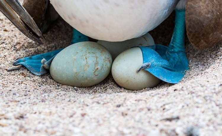 Blue footed bird in Galapagos
