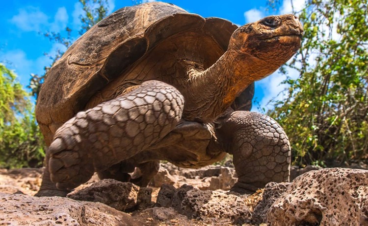 Giant Tortoise in Galapagos Island v2