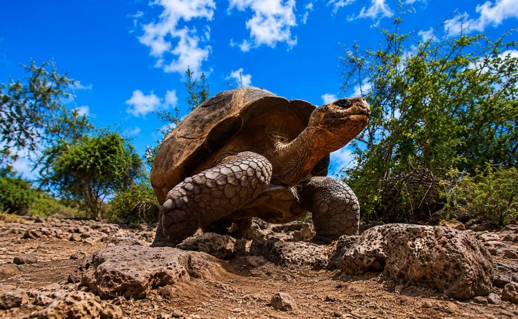 Giant Tortoise in Galapagos