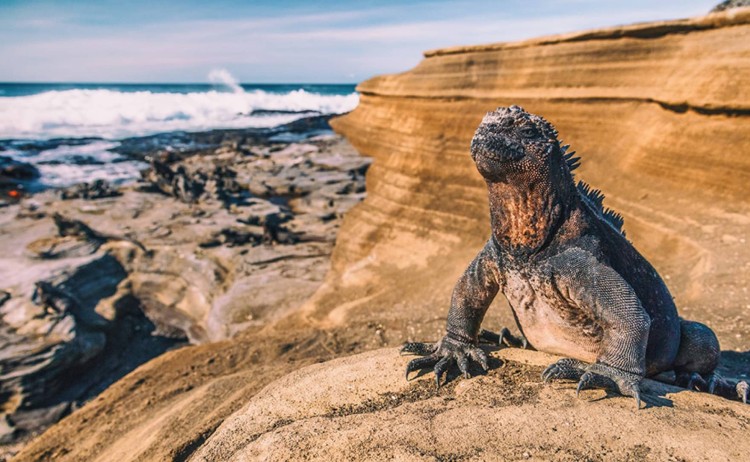 Land Iguana in Galapagos Island v2