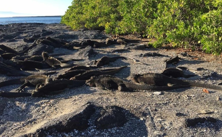 Fernandina island Iguanas Galapagos v2