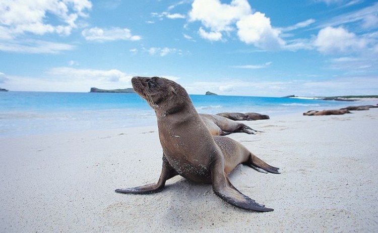 Galapagos Island Seal