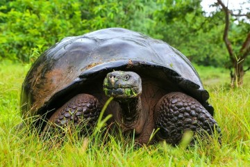 Signature Galapagos Islands
