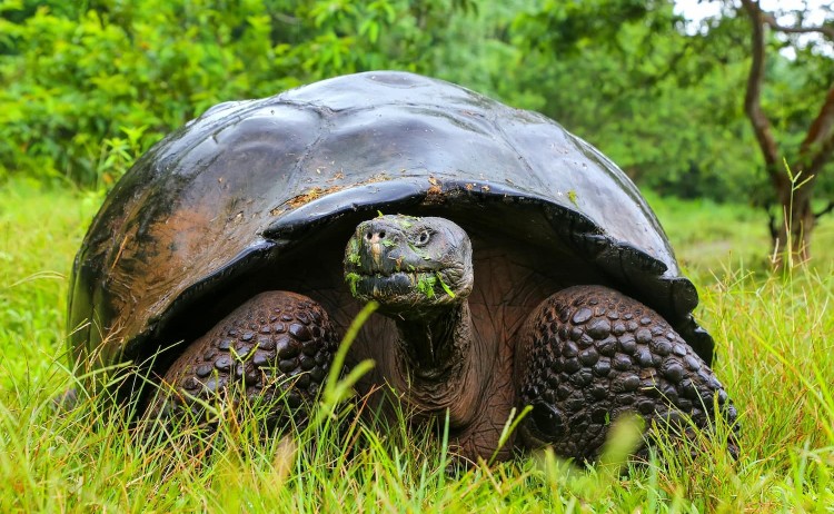 Signature Galapagos iconic Giant tortoise
