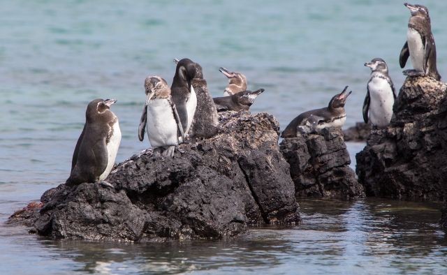 Signature Galapagos, peguins