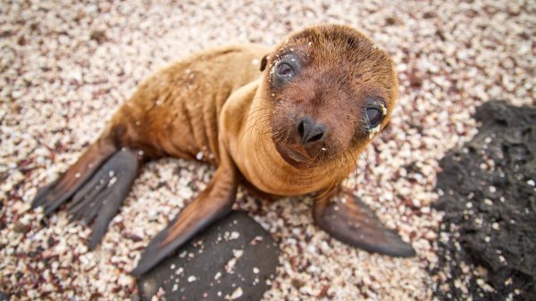 Galapagos sea lion looking up at camera