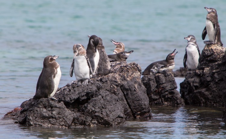 group of penguins in Galapagos Island
