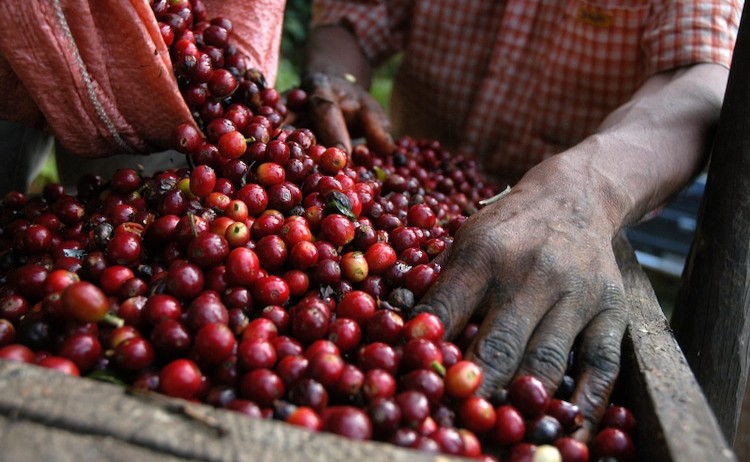 Guatemala tours coffee beans harvested by the locals