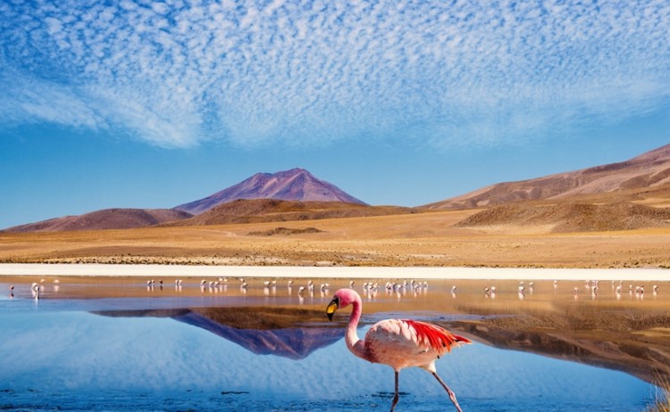 Signature tours, flamingo wading in clear sea water near Atacama Desert