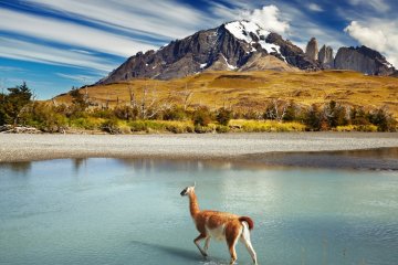 Signature Patagonia