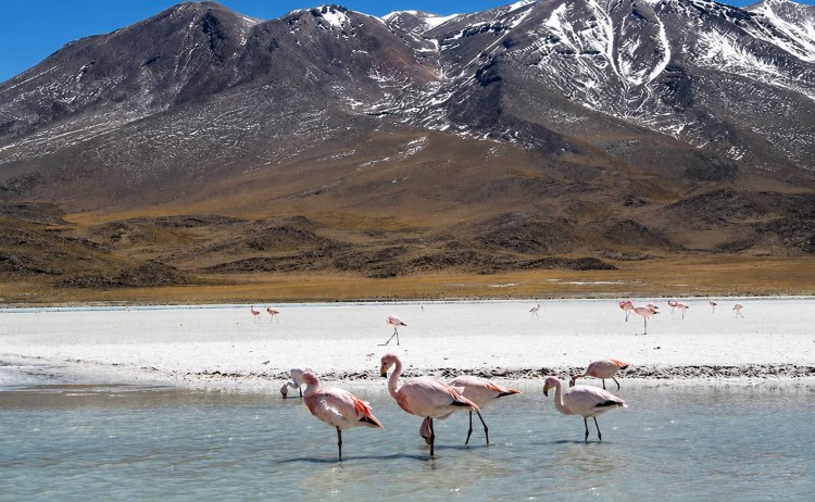 Siganture tours flamingos in Atacama desert