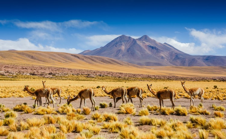 Beautiful scenario in the Atacama DesertChile v2