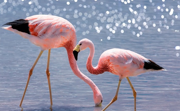 flamingosshutterstock 1694152267