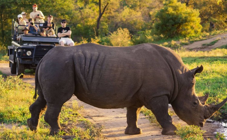 South Africa Rhino