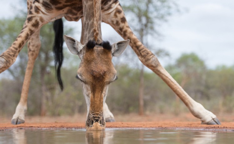 Karongwe shutterstock 1065511865 v2