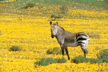 South African Splendors