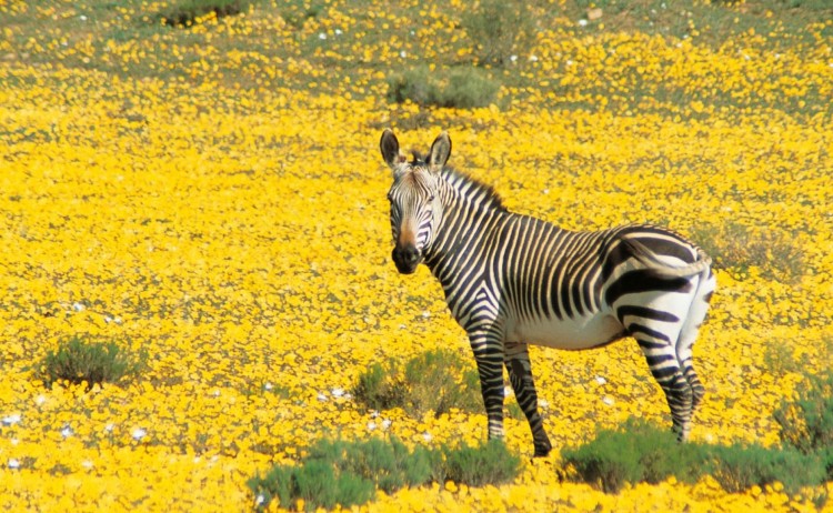 small Bushmans Kloof Wildlife Zebra v2