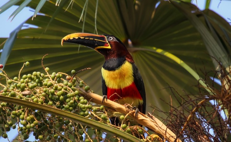 Toucan in the Amazon Rainforest