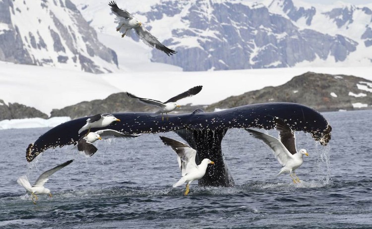 South Atlantic humpback tale with birds