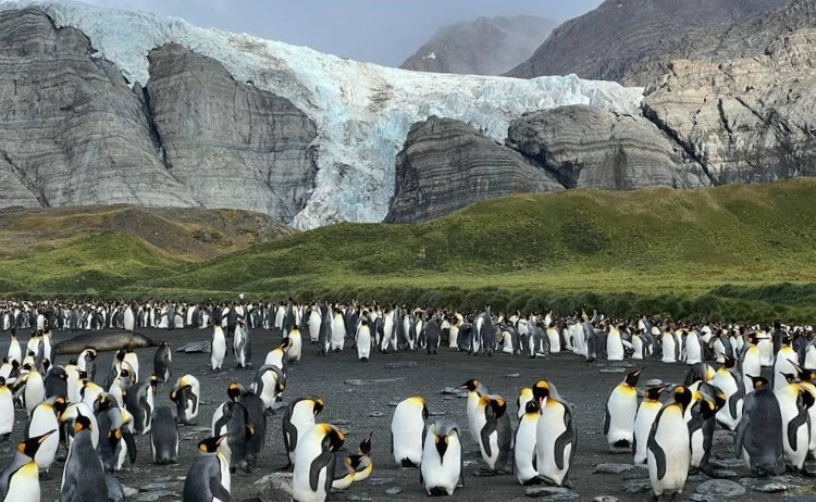 South Georgia colony of penguins