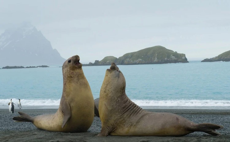 south atlantic cruise two elephant seals