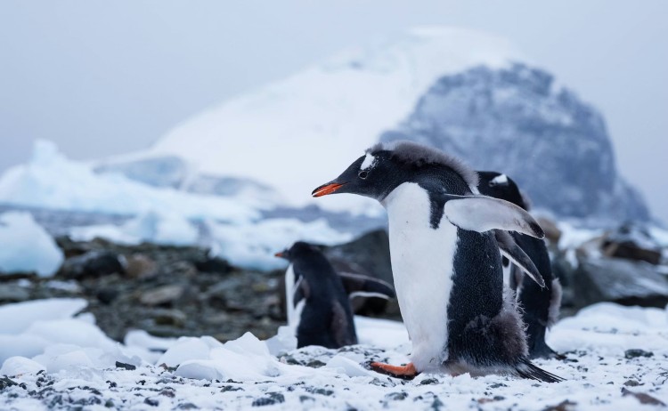 South Georgia Falklands and Antarctic Odyssey Young Gentoo Penguins