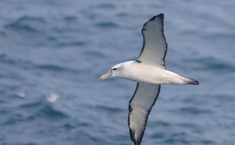 South Georgia Falklands and Antarctic Odyssey soaring Albatross