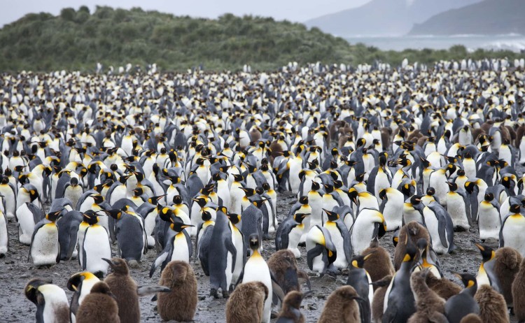 South Georgia vast colony of King penguins