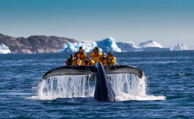 South Greenland curise Humpback