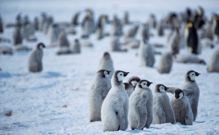 Baby Emperor penguins in Antarctica