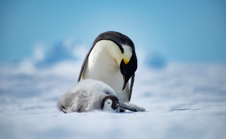 Mother and baby penguin in Antarctica