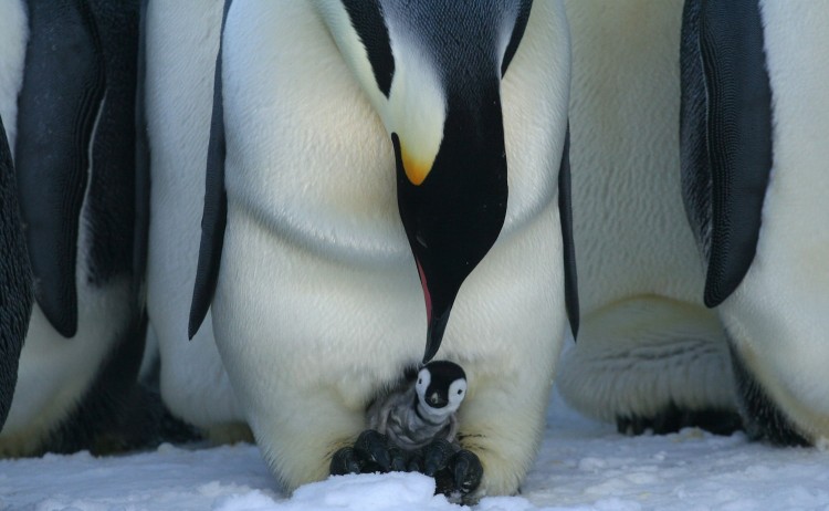 Emperor penguin and chick