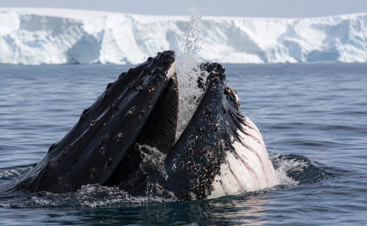 Antarctic Peninsula Humpback whale Antarctica