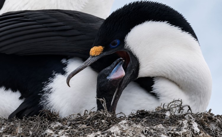 Antarctic Peninsula bird sighting in Antarctica
