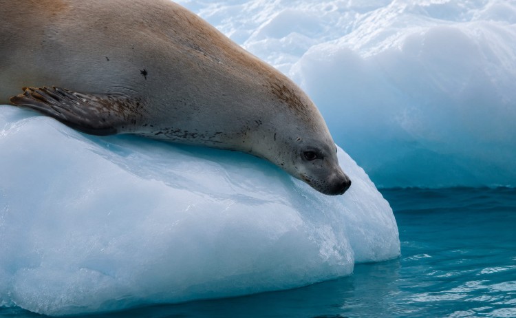 South Shetland Islands Antarctic Fur seal
