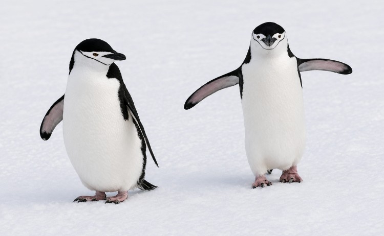 South Shetland Islands Antarctic Peninsula two Chainstrap penguins