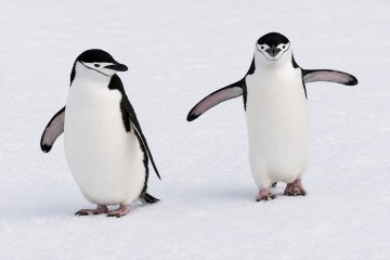 South Shetland Islands & Antarctic Peninsula