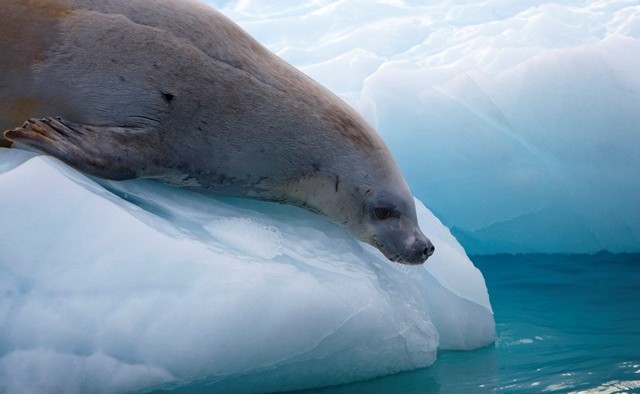 Antarctica Fur Seal Iceberg