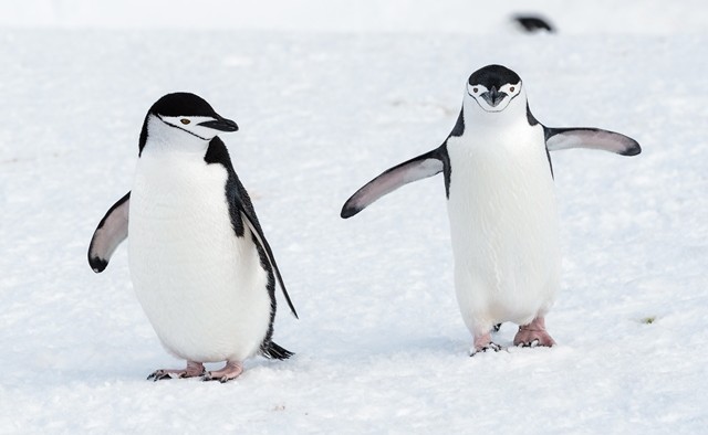 Chainstrap penguins 2