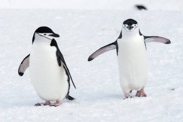 South Shetland Islands & Antarctic Peninsula